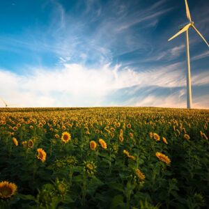 sunflower field